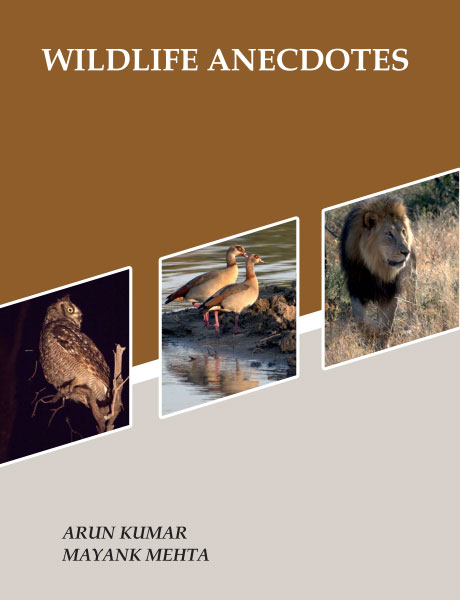Image of Wildlife Anecdotes